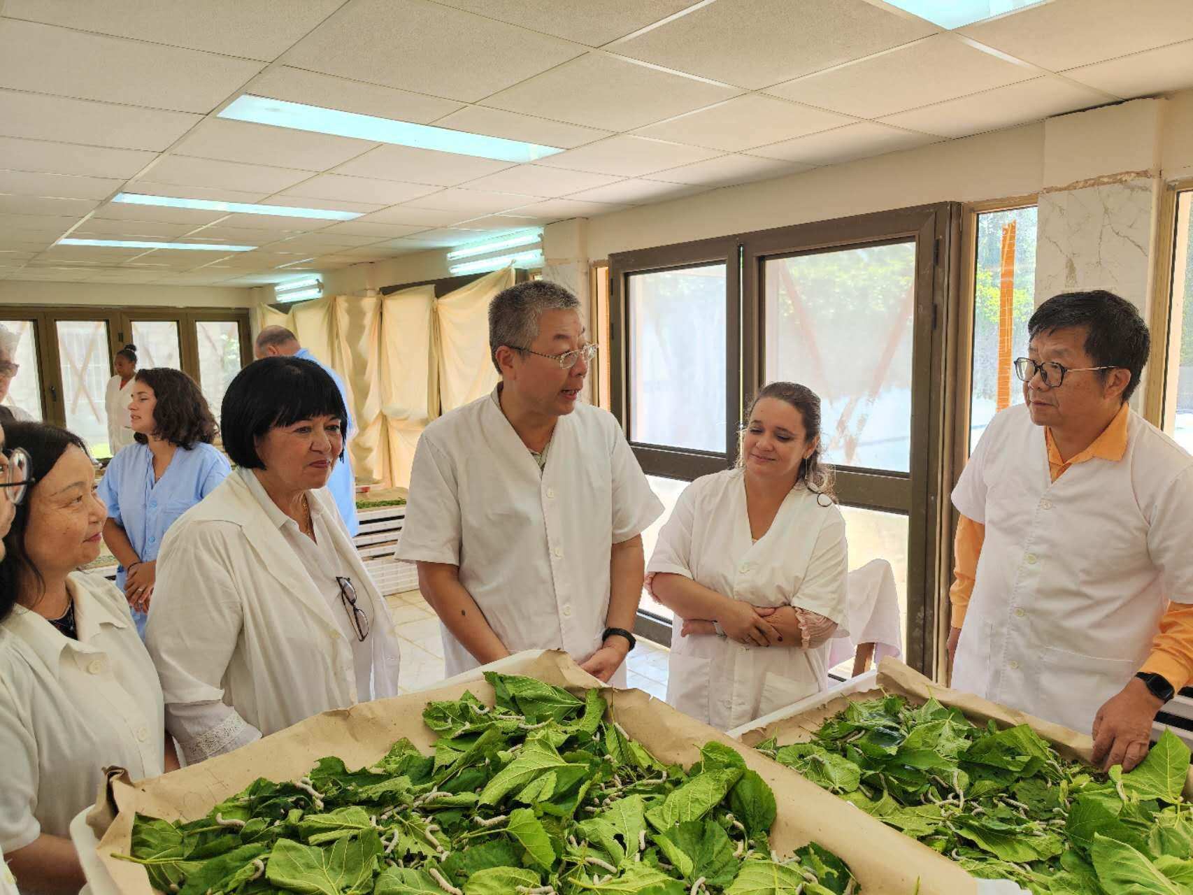 2023年5月23日，中國駐古巴大使馬輝考察古中蠶?？萍己献髦行摹碓矗褐袊v古巴大使館官網(wǎng)