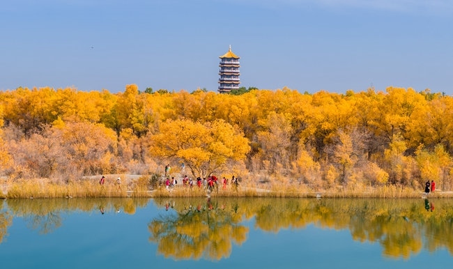 胡楊林金碧耀眼。蘭州局集團公司融媒體中心供圖