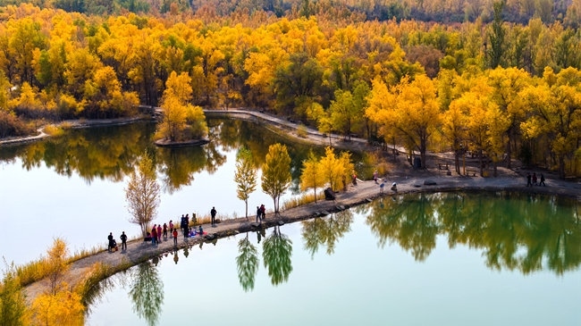 胡楊林金碧耀眼。蘭州局集團公司融媒體中心供圖