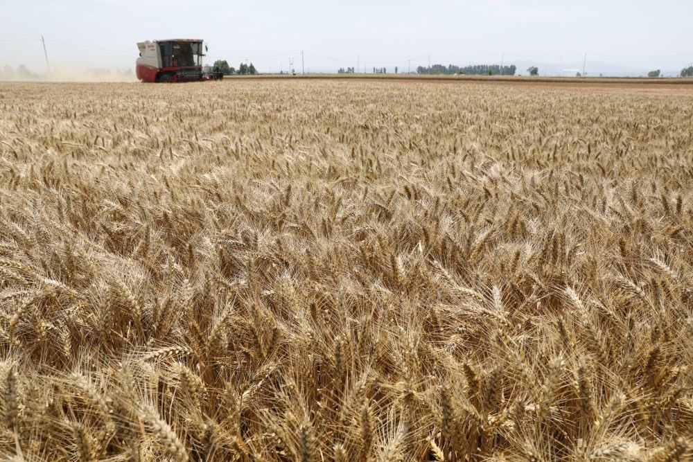  河南省焦作市溫縣黃河街道張王莊村村民駕駛收割機(jī)在田間收獲小麥（2023年6月6日攝）。新華社發(fā)（徐宏星 攝）