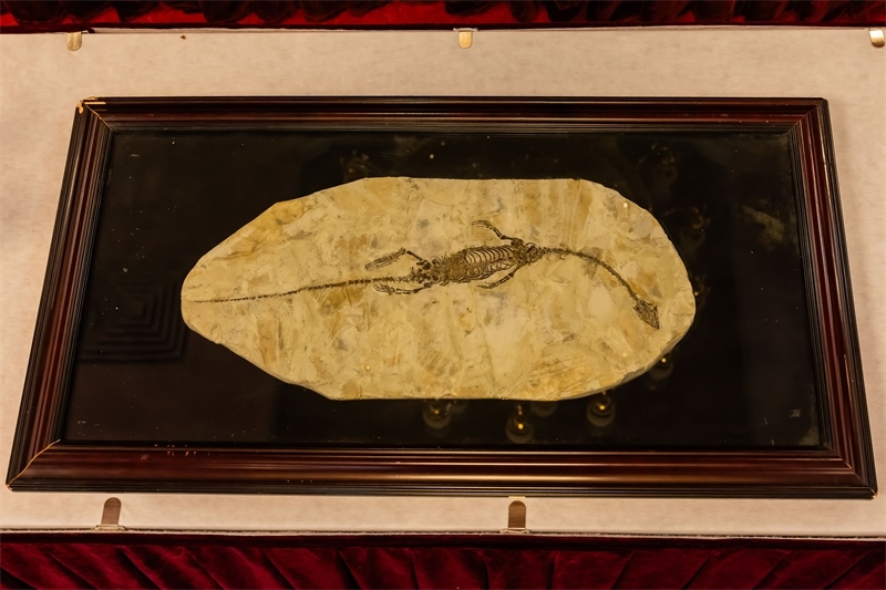 潛龍化石。國(guó)家文物局供圖