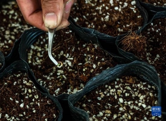 云南錦科花卉工程研究中心里已經(jīng)發(fā)芽的太空種子（4月3日攝）。