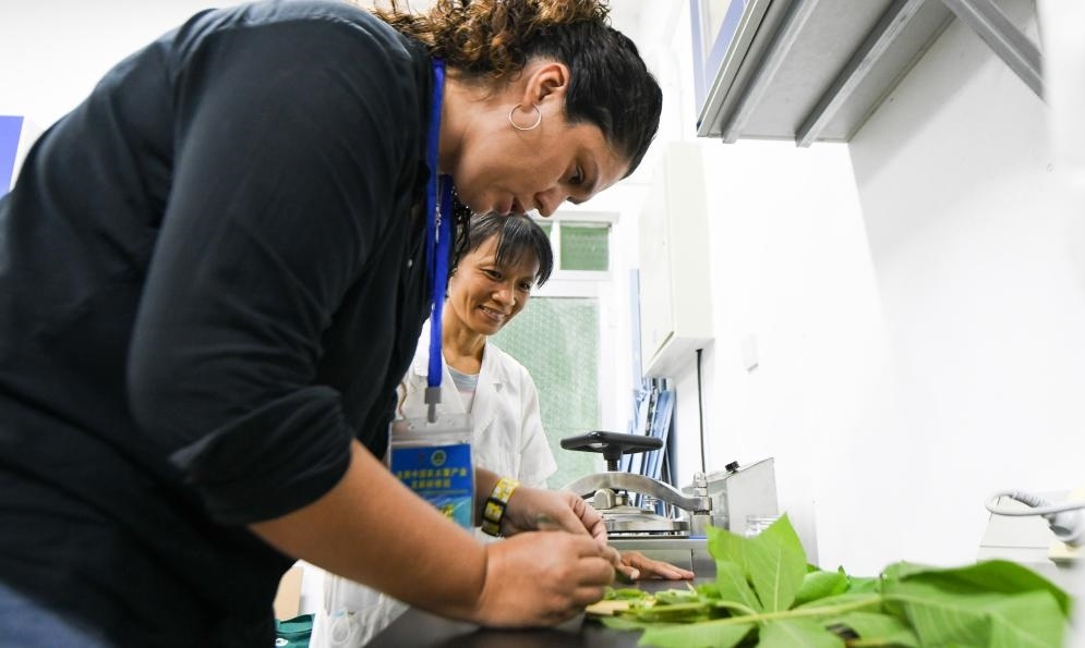 9月17日，來自哥倫比亞的研修班學(xué)員埃文·奧拉亞（左）在中國專家的指導(dǎo)下學(xué)習(xí)實(shí)操木薯組培快速繁育技術(shù)。