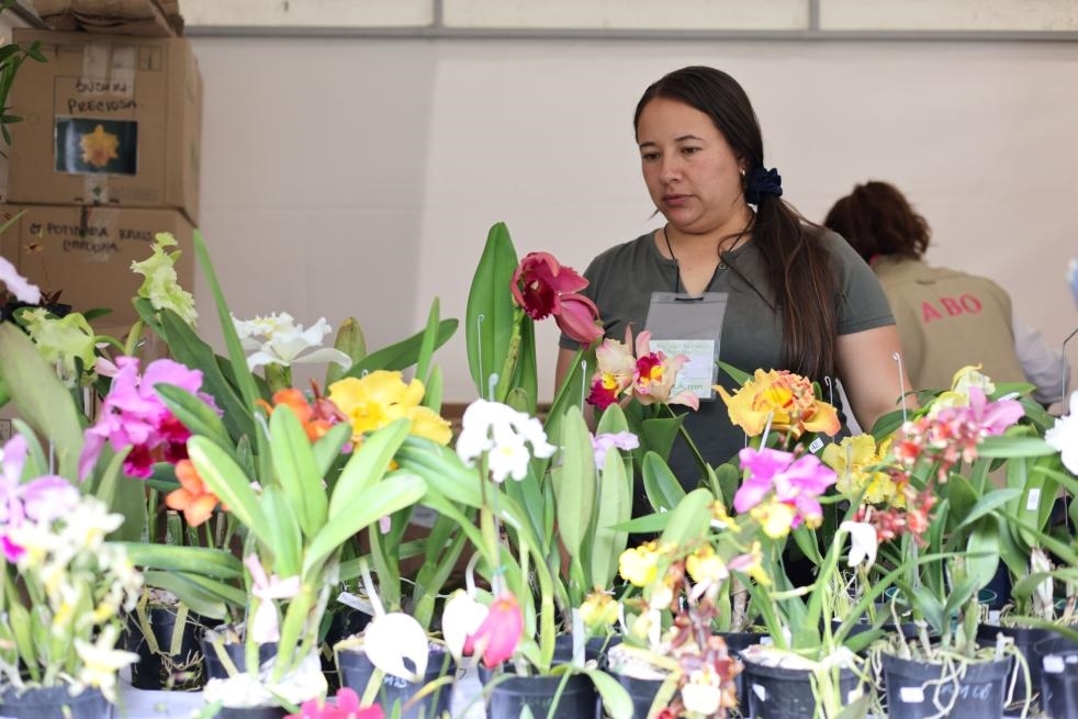 9月14日至17日，哥倫比亞首都波哥大舉辦蘭花展。