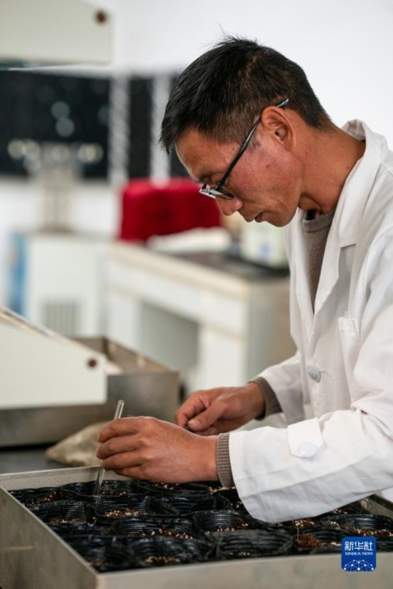 技術(shù)員田連通在實(shí)驗(yàn)室播種太空種子（4月3日攝）。