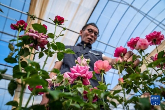 在云南省安寧市現(xiàn)代農(nóng)業(yè)園區(qū)玫瑰種植示范園，技術(shù)員田連通觀察玫瑰花（10月20日攝）。