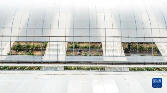 云南省安寧市現(xiàn)代農(nóng)業(yè)園區(qū)玫瑰種植示范園一景（無(wú)人機(jī)照片，10月20日攝）。