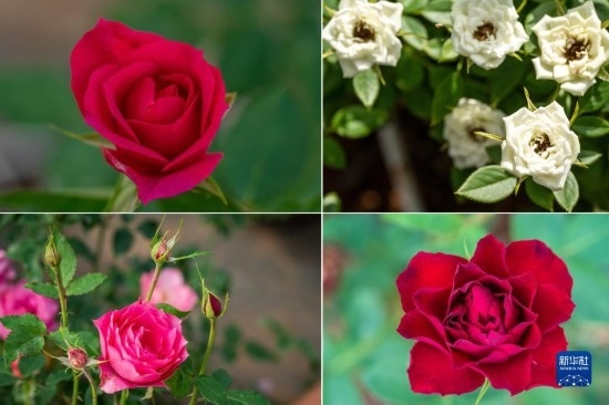 這是云南省安寧市現(xiàn)代農(nóng)業(yè)園區(qū)玫瑰種植示范園里玫瑰新品種的拼版照片。