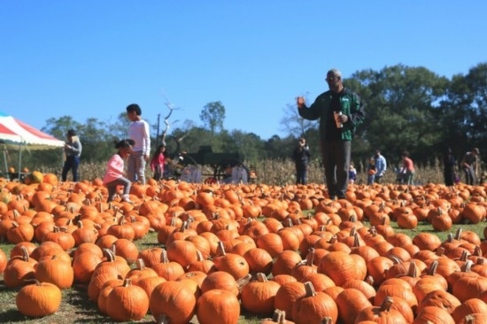  2020年10月31日，在美國(guó)新奧爾良市，人們?cè)谀瞎限r(nóng)場(chǎng)里玩耍。新華社發(fā)（魏蘭攝）