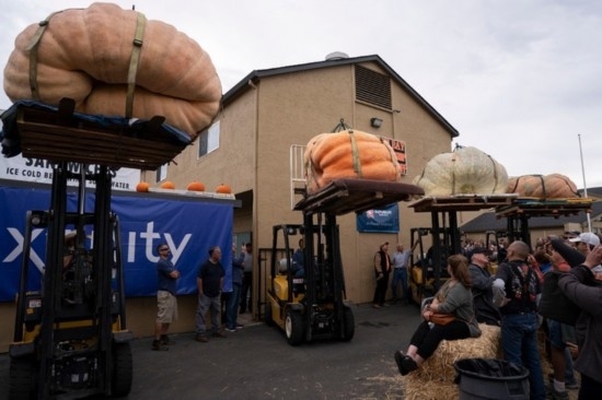  10月9日，在美國(guó)加利福尼亞州圣馬特奧縣半月灣舉行的南瓜稱重大賽現(xiàn)場(chǎng)，人們圍觀參賽的南瓜。新華社發(fā)（李建國(guó)攝）