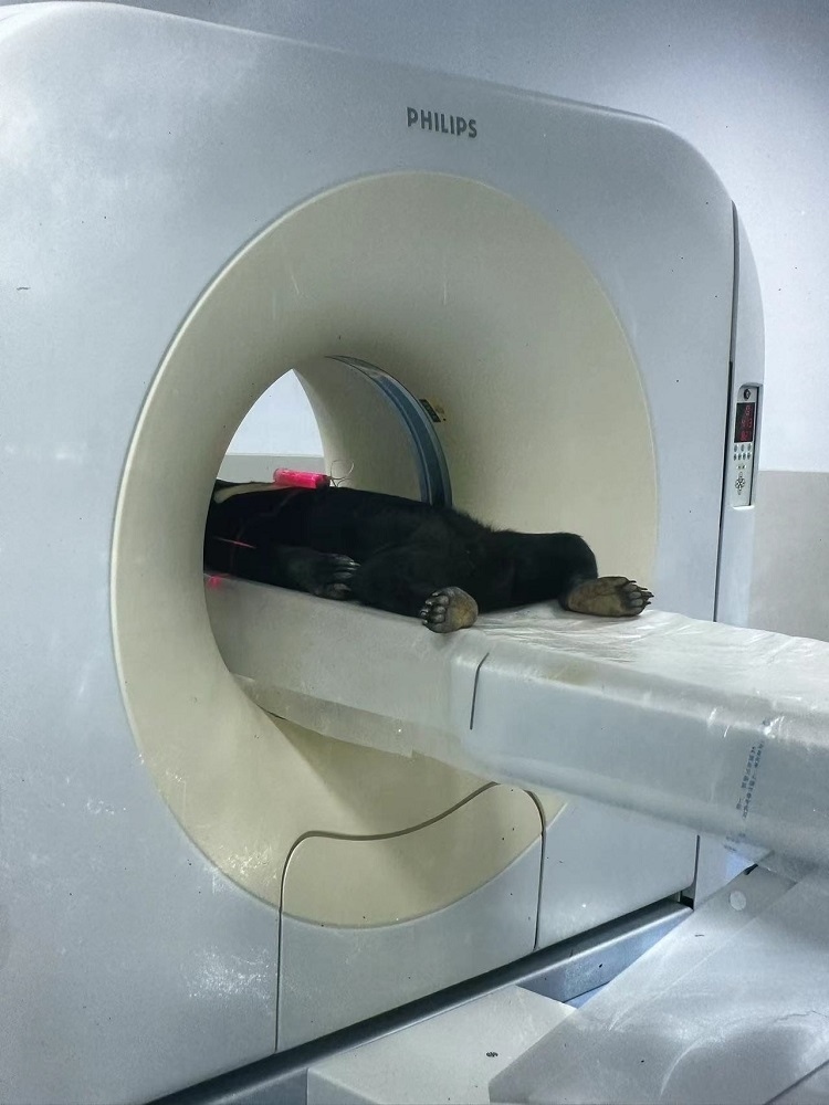 長(zhǎng)隆野生動(dòng)物世界的動(dòng)物醫(yī)院內(nèi)，馬來(lái)熊在做核磁共振檢查。人民網(wǎng)記者 李舫攝