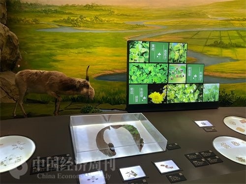  （中醫(yī)藥博物館展出的各類中藥材令人應(yīng)接不暇。中國經(jīng)濟周刊記者 郭志強 攝）