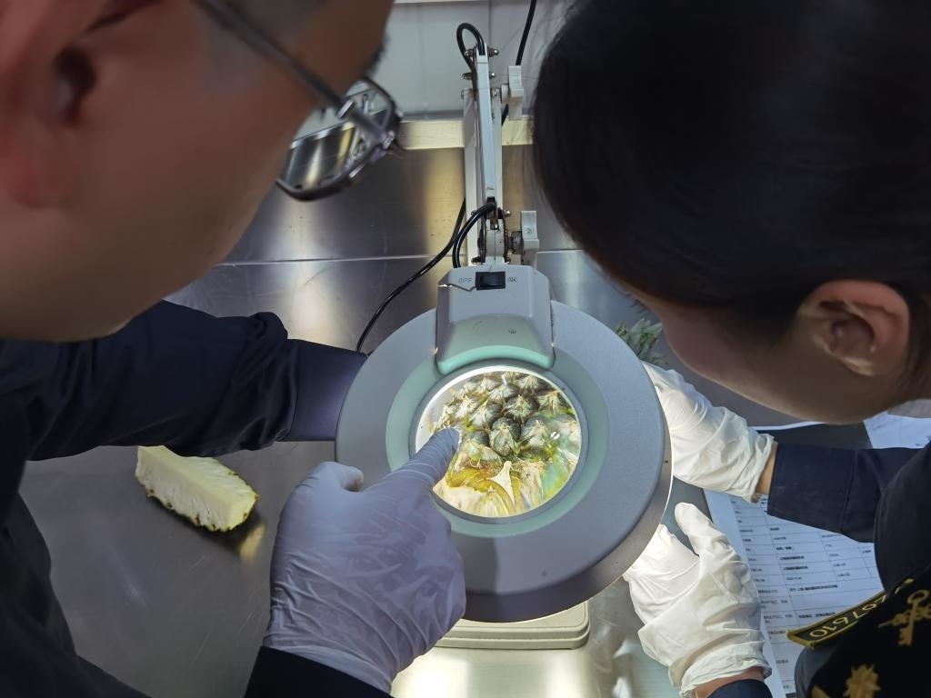 11月3日，上海海關(guān)關(guān)員對(duì)首批入境中國(guó)、參展第六屆進(jìn)博會(huì)的貝寧菠蘿進(jìn)行檢驗(yàn)檢疫。新華社記者 吳宇 攝