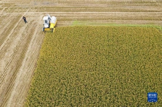 11月4日，在南通市通州區(qū)十總鎮(zhèn)育民村農(nóng)場，一臺(tái)設(shè)置好參數(shù)的無人收割機(jī)在工作中（無人機(jī)照片）。