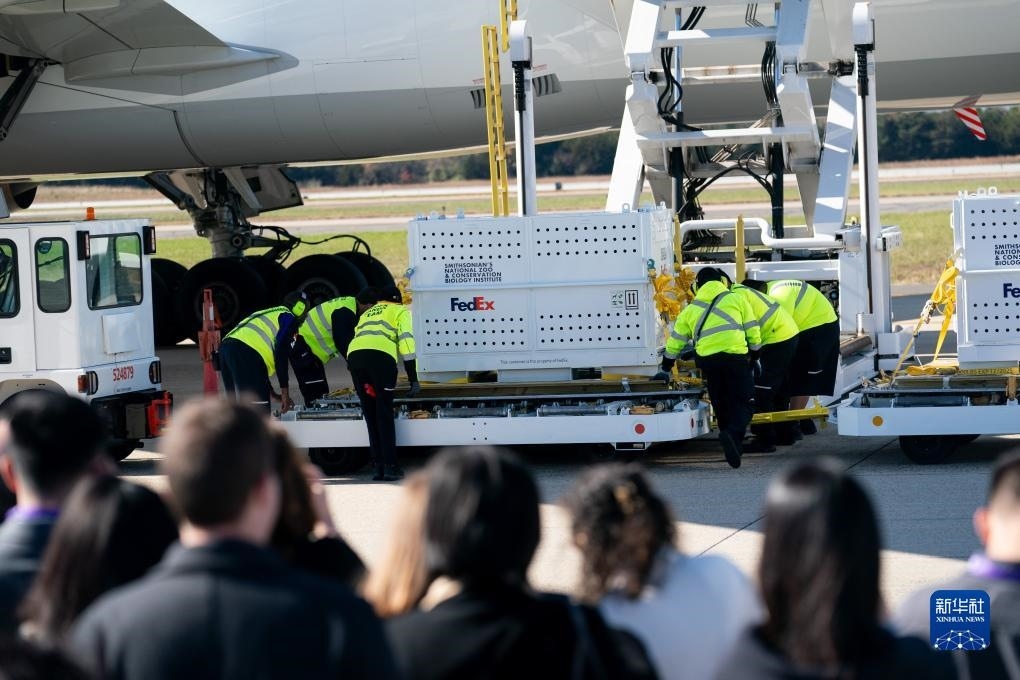 11月8日，在美國(guó)弗吉尼亞州的華盛頓杜勒斯國(guó)際機(jī)場(chǎng)，裝有大熊貓的特制“旅行包廂”準(zhǔn)備運(yùn)上專機(jī)。新華社記者劉杰攝