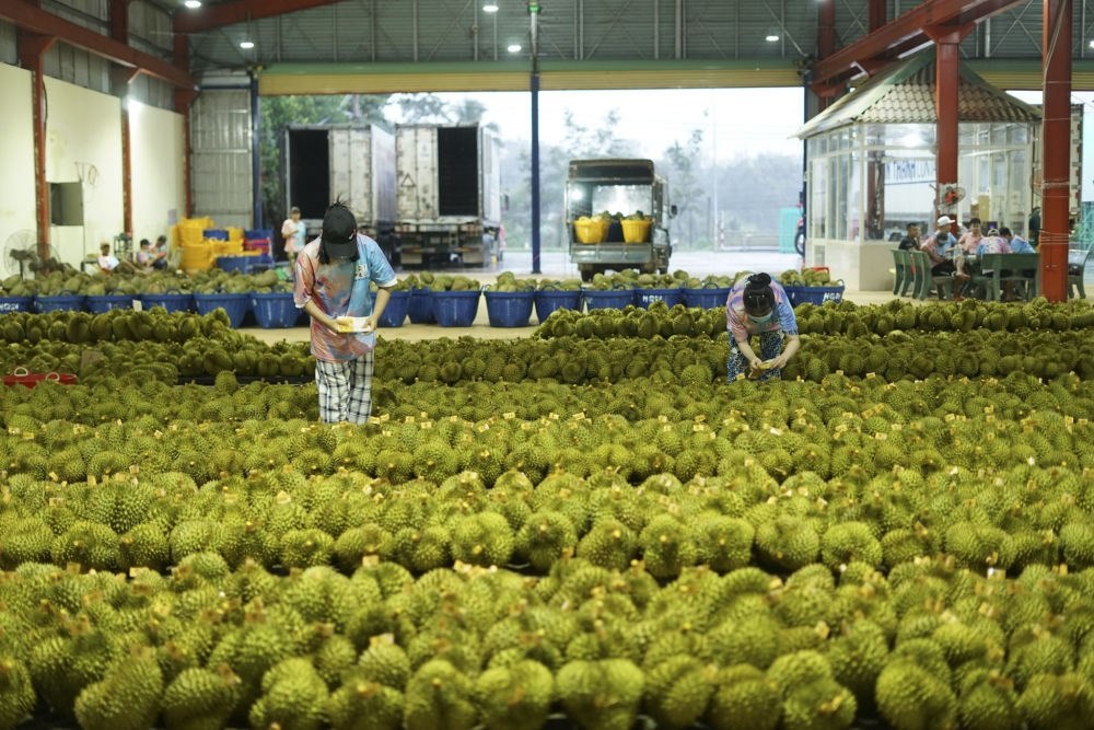 2023年9月15日，在越南多樂省一家榴蓮加工廠，工人在給即將出口到中國的榴蓮包裝貼牌。隨著《區(qū)域全面經(jīng)濟(jì)伙伴關(guān)系協(xié)定》紅利釋放，中國—東盟貿(mào)易規(guī)模進(jìn)一步擴(kuò)大。越來越多東盟國家的優(yōu)質(zhì)水果便捷地進(jìn)入中國市場(chǎng)，走上消費(fèi)者的餐桌。