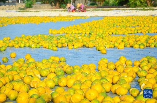 11月25日在廣東省江門市新會區(qū)拍攝的在空地上晾曬的新會柑皮。