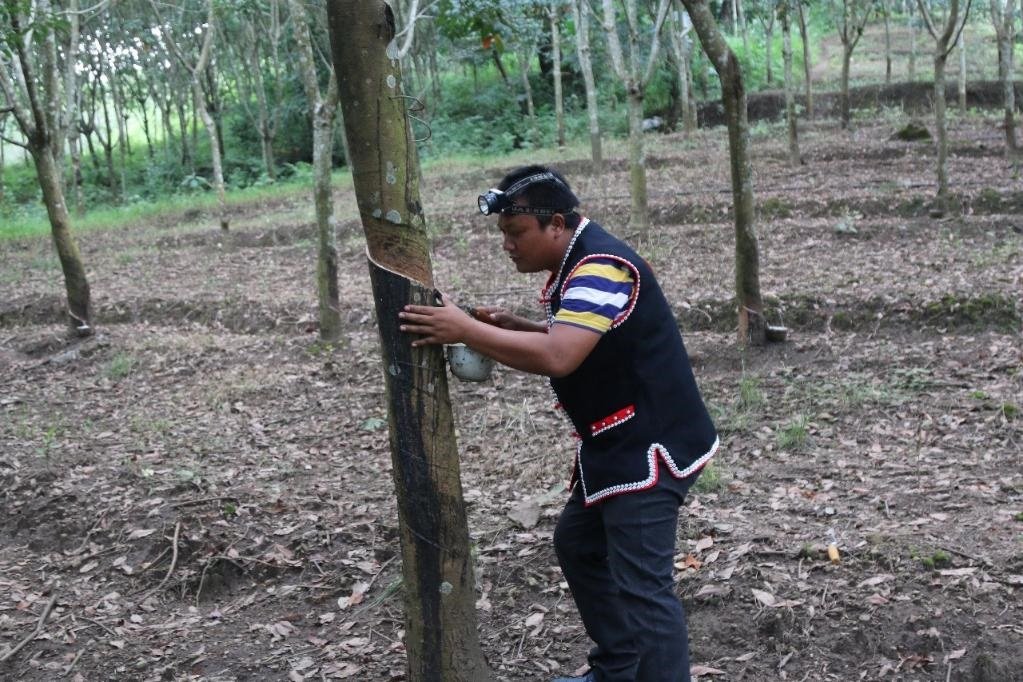 2017年10月，云南省永德縣團樹村佤族膠農(nóng)蔣文富在割膠