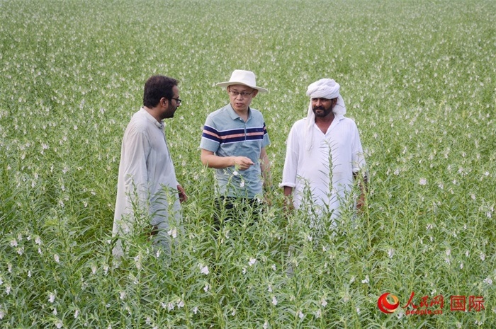 中巴經(jīng)濟(jì)走廊農(nóng)業(yè)合作中心負(fù)責(zé)人席建龍（中）與巴基斯坦當(dāng)?shù)剞r(nóng)戶在芝麻種植園交流作物生長情況。人民網(wǎng)記者薩義德·邁赫迪攝