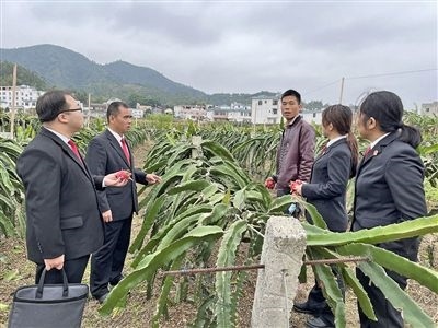  圖④：岑溪法院糯垌法庭法官深入轄區(qū)火龍果基地調(diào)研。