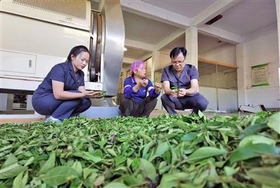  圖③：蒼梧法院六堡法庭法官深入茶企了解企業(yè)生產(chǎn)經(jīng)營情況。