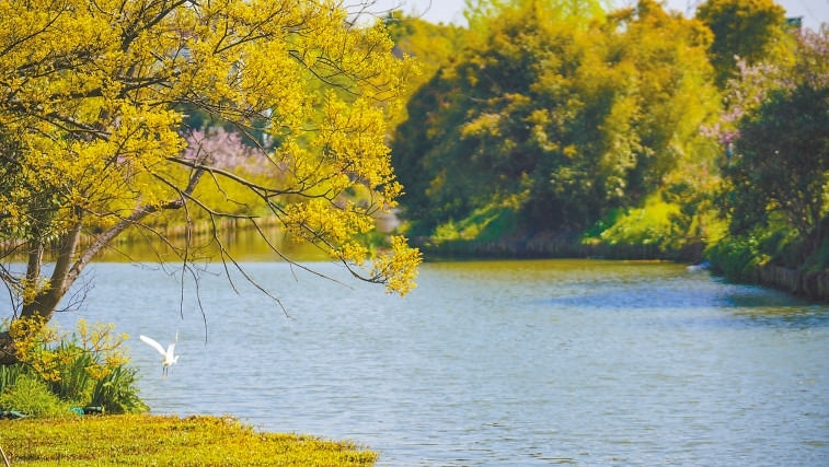  碧波蕩漾 浙江嘉興市海鹽縣望海街道永福社區(qū)荷花池，一汪碧水波光粼粼，風(fēng)光旖旎。當(dāng)?shù)厥冀K堅(jiān)持綠色發(fā)展，促進(jìn)人與自然和諧共生。 肖弗勒模具（嘉興）有限公司德國(guó)籍經(jīng)理 湯姆·魯特納攝 “當(dāng)?shù)卮迕窀嬖V我，如今環(huán)境變好了，茶余飯后，大家都會(huì)到河邊散散步，欣賞美景，和鄰居聊聊天。我想，好生態(tài)是大自然的饋贈(zèng)，更是長(zhǎng)三角地區(qū)大力治理生態(tài)環(huán)境的結(jié)果。希望美麗中國(guó)的綠色發(fā)展之路越走越好?！? /></p> <p style=