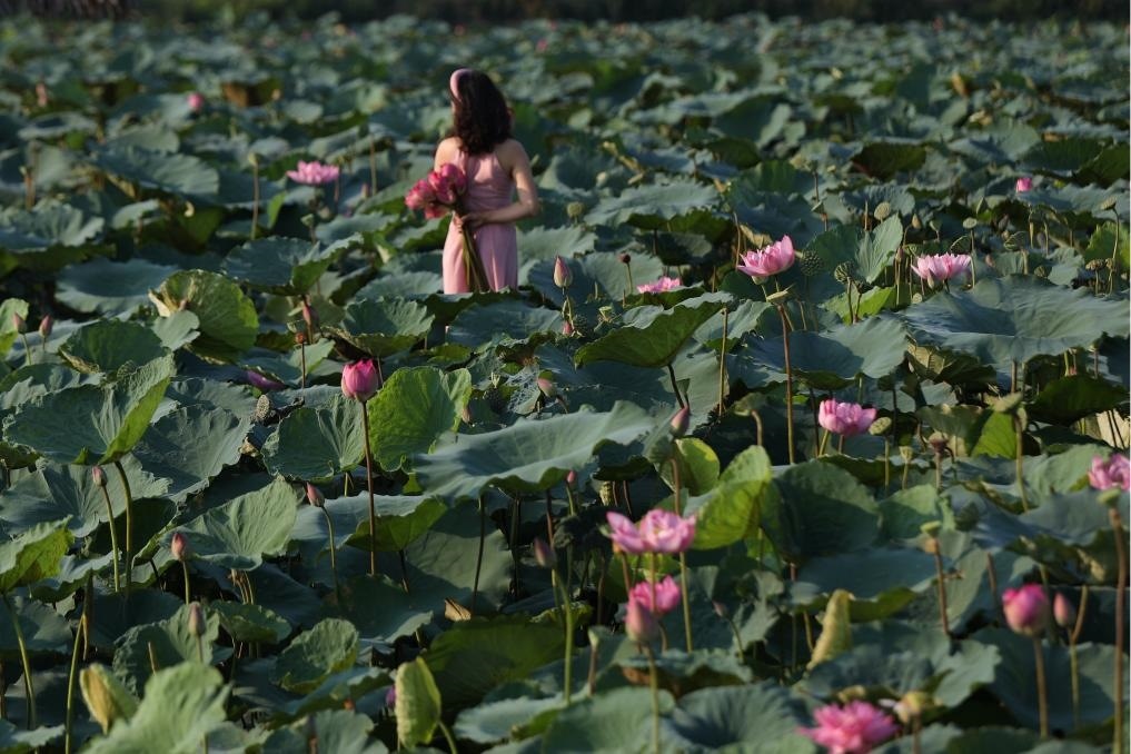 這是2020年7月15日，一名女子在越南首都河內(nèi)西湖畔的荷花叢中留影。