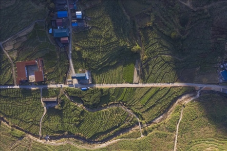 漠源鄉(xiāng)西柚基地。將樂縣農(nóng)業(yè)農(nóng)村局供圖