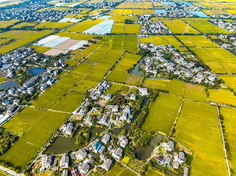 2023年10月22日，浙江海寧市黃灣鎮(zhèn)，金秋時節(jié)，金黃色的稻田與美麗鄉(xiāng)村構成一幅寧靜祥和的畫卷。