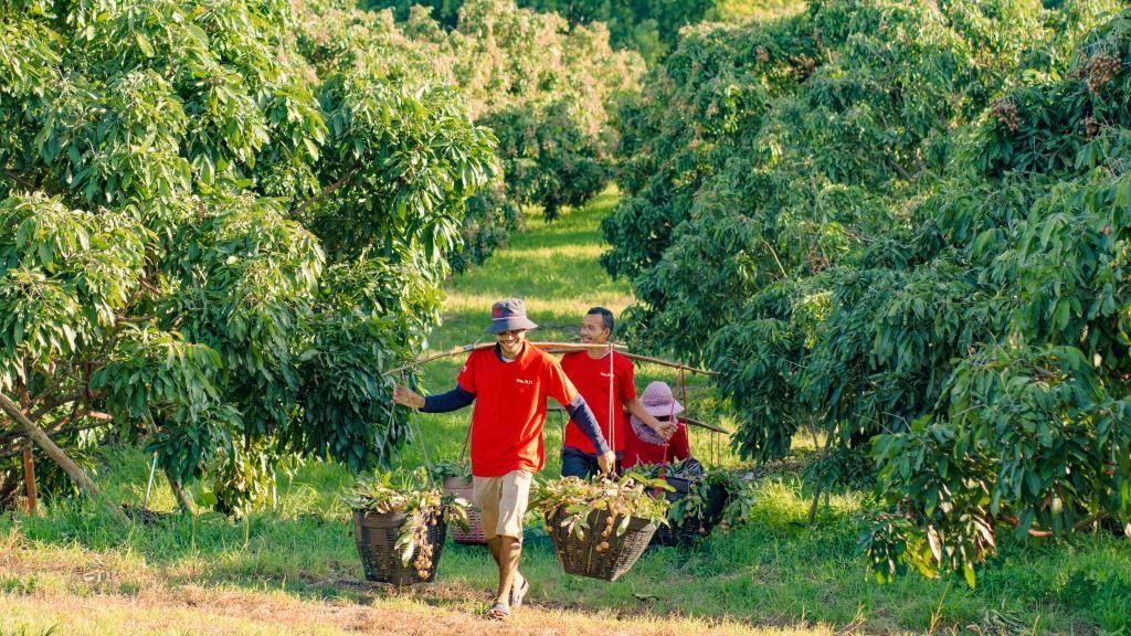 2023年10月，泰國尖竹汶府的龍眼種植園內(nèi)，采果工人正在運(yùn)輸新采摘的龍眼。（黎銀成攝 新華社發(fā)）