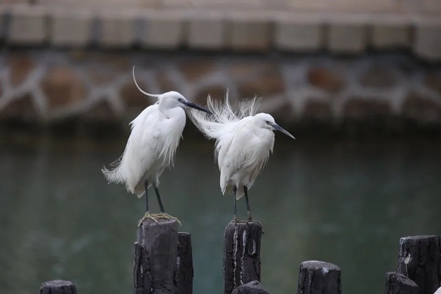 筼筜湖白鷺。人民網(wǎng)記者 陳博 攝