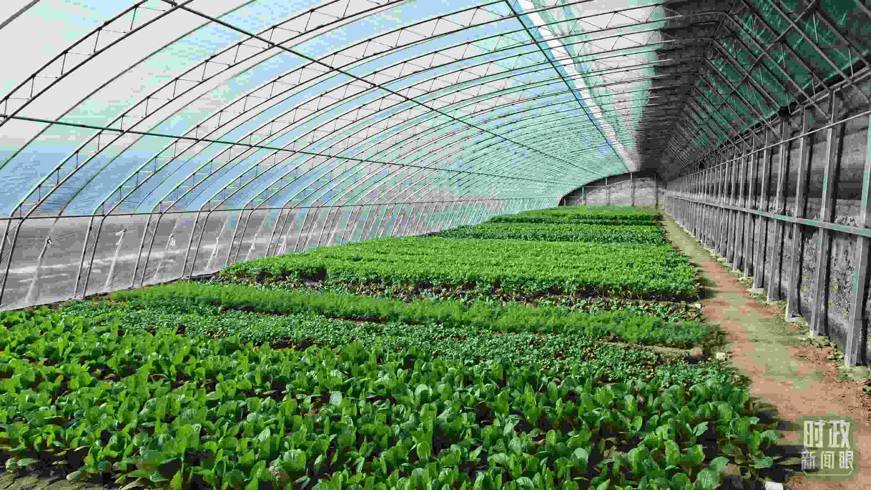 △第六埠村蔬菜大棚。（總臺(tái)央視記者郭鴻拍攝）