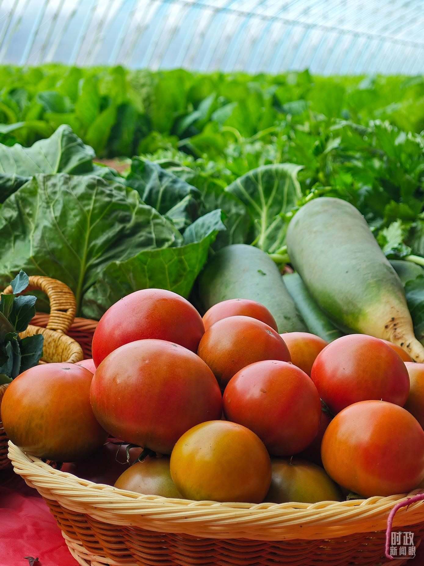 △第六埠村蔬菜大棚，蔬菜收獲頗豐。（總臺(tái)央視記者彭漢明拍攝）