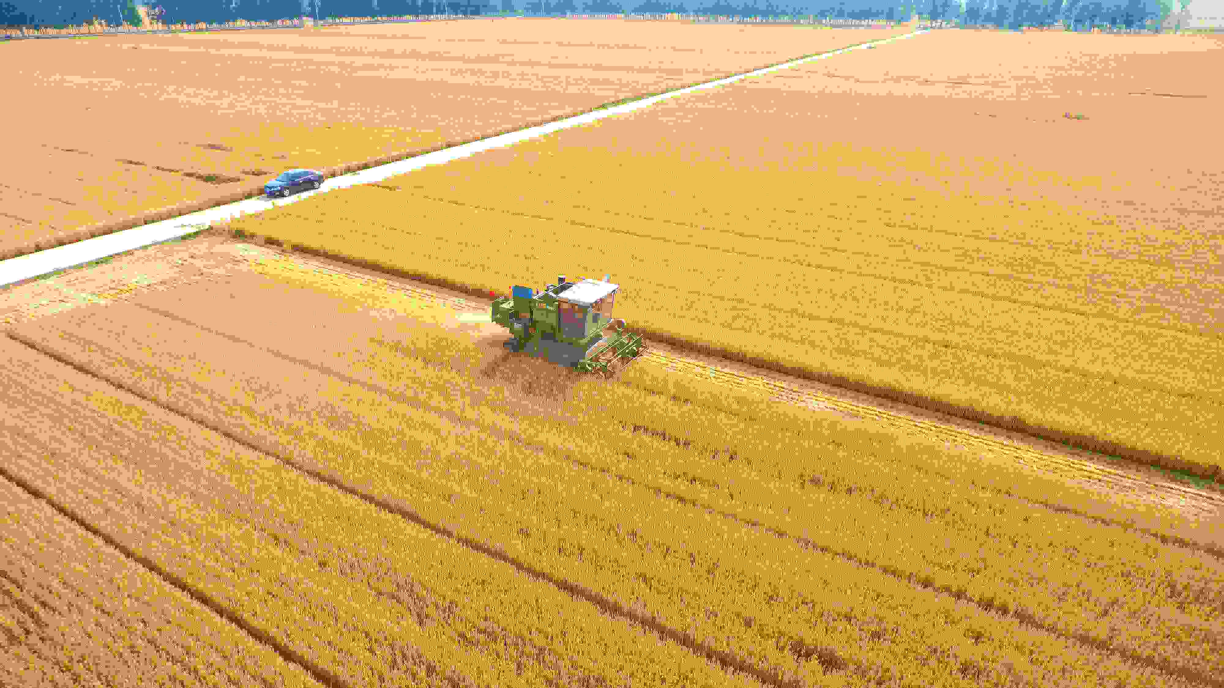 △ 2023年6月5日，山東聊城茌平區(qū)賈寨鎮(zhèn)王藥包村，收割機(jī)在田間進(jìn)行小麥?zhǔn)崭钭鳂I(yè)。