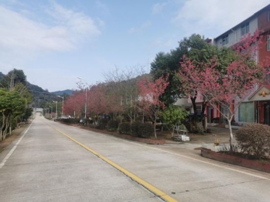 道路兩旁的山櫻花。將樂縣農(nóng)業(yè)農(nóng)村局供圖
