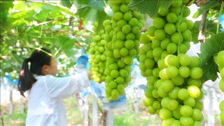 小屯村葡萄園里的陽光玫瑰葡萄。肖俊楠攝