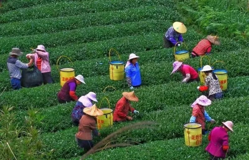 △軍營村茶農(nóng)在茶園采茶。