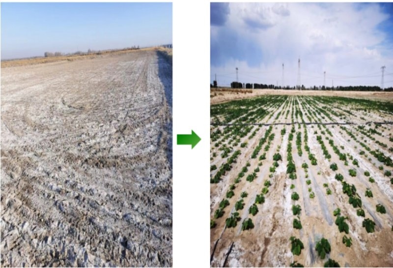 鹽堿地成良田。黃花農(nóng)場(chǎng)供圖