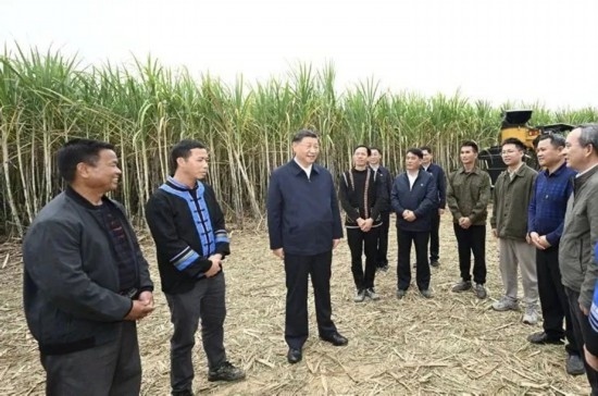 2023年12月14日，習(xí)近平總書記在廣西來(lái)賓市國(guó)家現(xiàn)代農(nóng)業(yè)產(chǎn)業(yè)園黃安優(yōu)質(zhì)“雙高”糖料蔗基地考察。