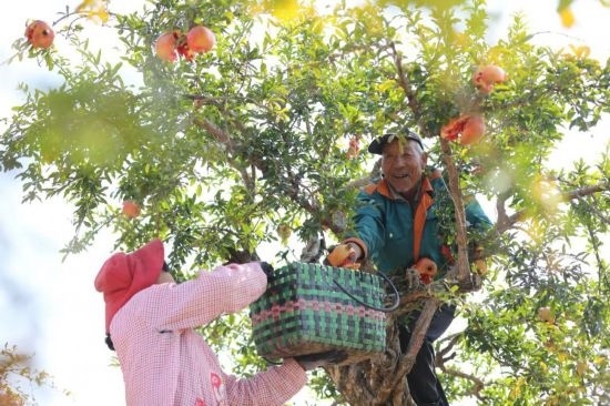 紅彤彤的石榴掛滿枝頭，農(nóng)戶們穿梭在林中采摘，享受著豐收的喜悅。