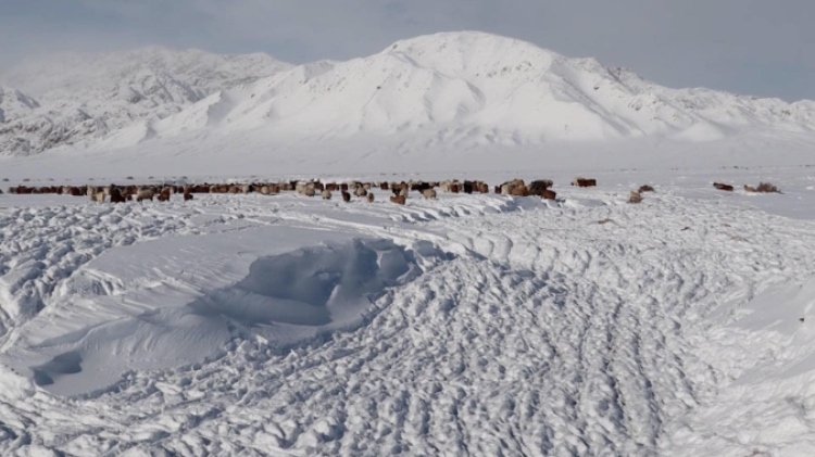 蒙古國(guó)近日發(fā)生雪災(zāi)。圖片來源：蒙政府網(wǎng)站