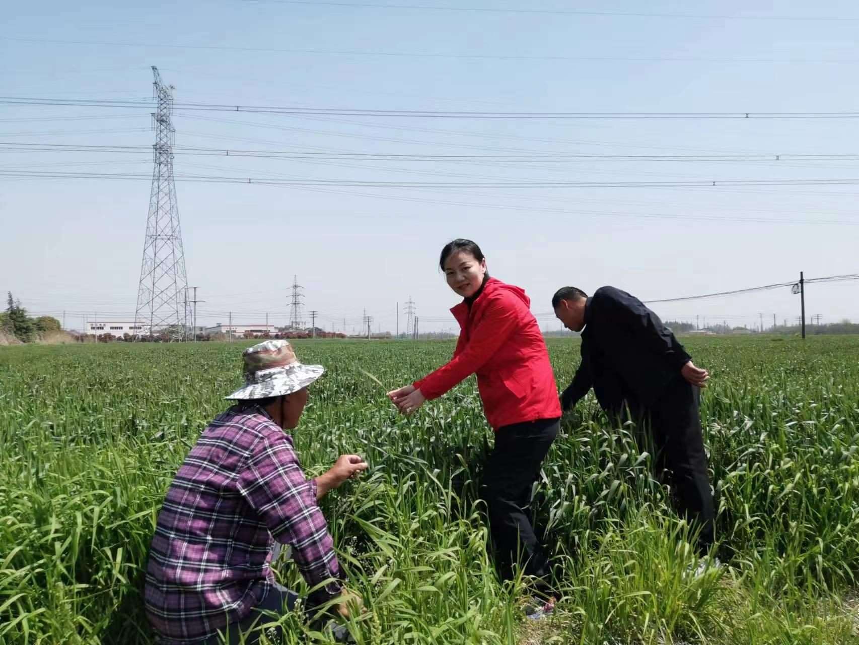 魏巧在田間察看農(nóng)作物長勢。
