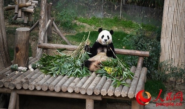 “福寶”享用新鮮的竹子。人民網(wǎng) 李帆攝