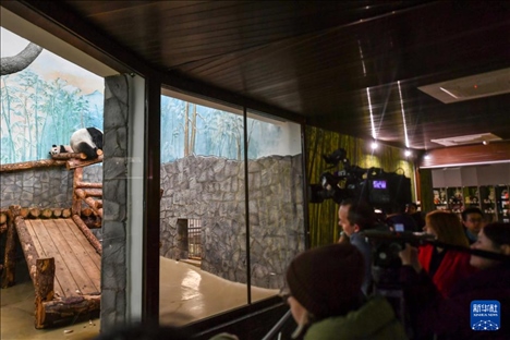 3月8日，人們在俄羅斯莫斯科動(dòng)物園觀看大熊貓“喀秋莎”（左）和媽媽“丁丁”。新華社記者 曹陽 攝