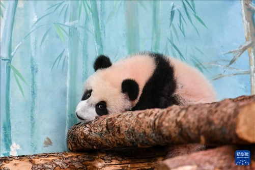 這是3月8日在俄羅斯莫斯科動(dòng)物園拍攝的大熊貓“喀秋莎”。新華社記者 曹陽 攝