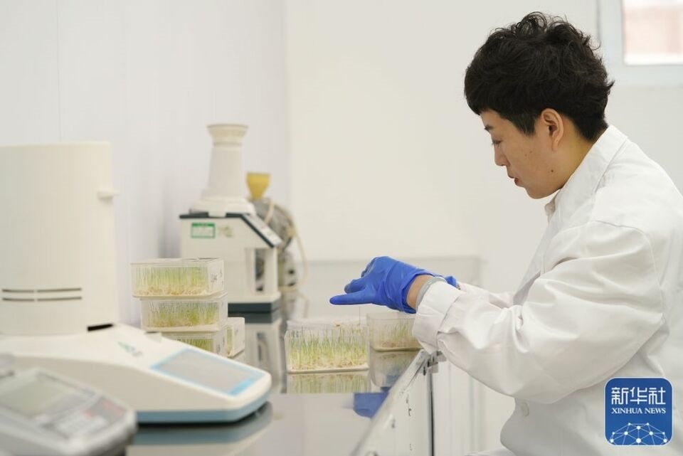 新華全媒+｜“大糧倉”黑龍江春耕備耕火熱進行