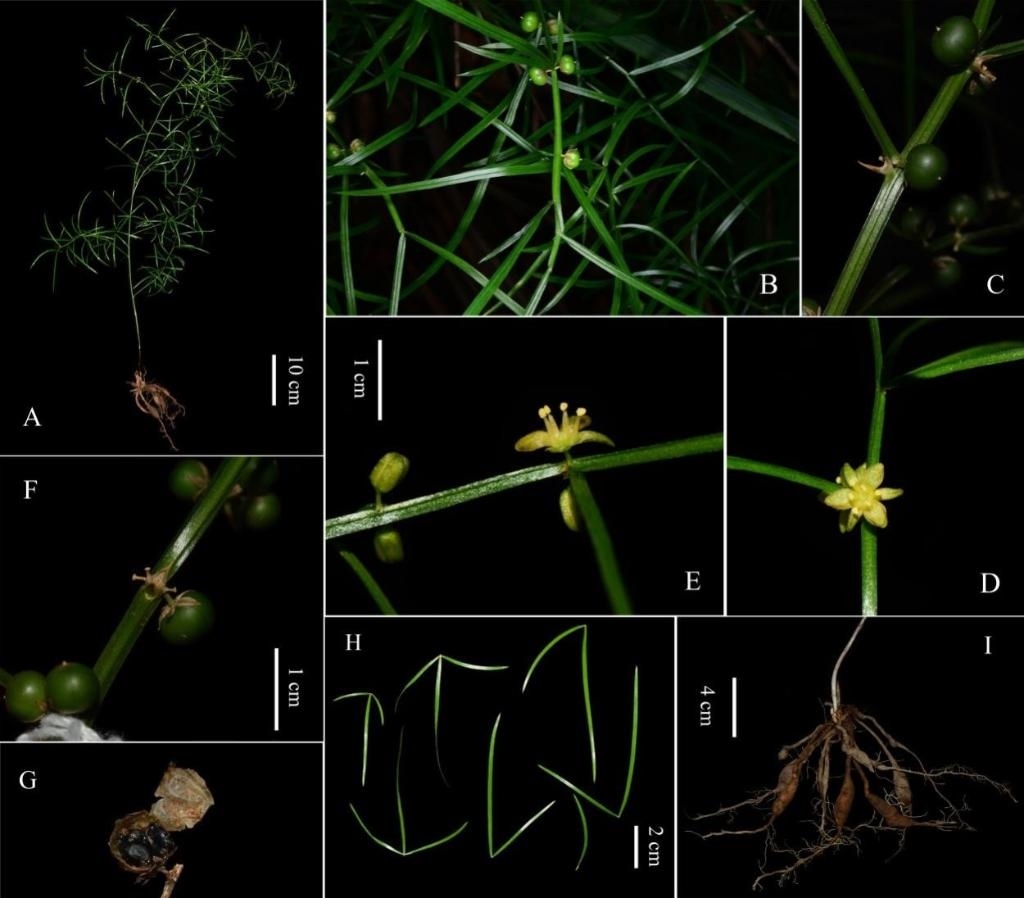 圖為大別山天門冬的形態(tài)特征。（中國科學(xué)院武漢植物園供圖）