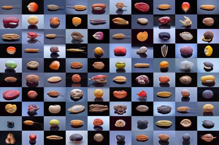 微距鏡頭下，湖南省農(nóng)作物種質(zhì)資源庫(kù)的種子千姿百態(tài)（100個(gè)種子拼版照片）。