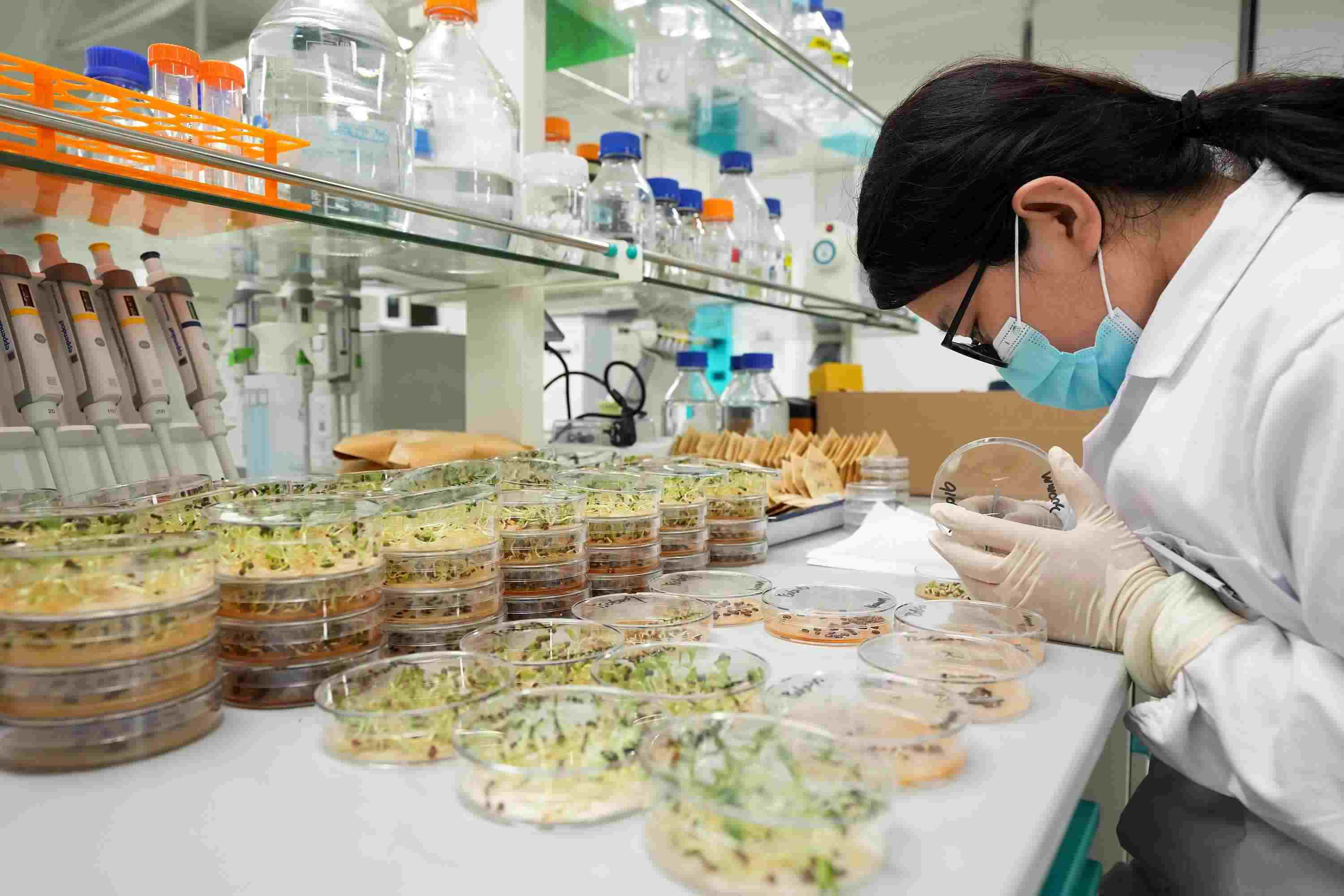 △ 海南三亞崖州灣科技城的崖州灣種子實(shí)驗(yàn)室，科研人員正在觀察種子樣本。