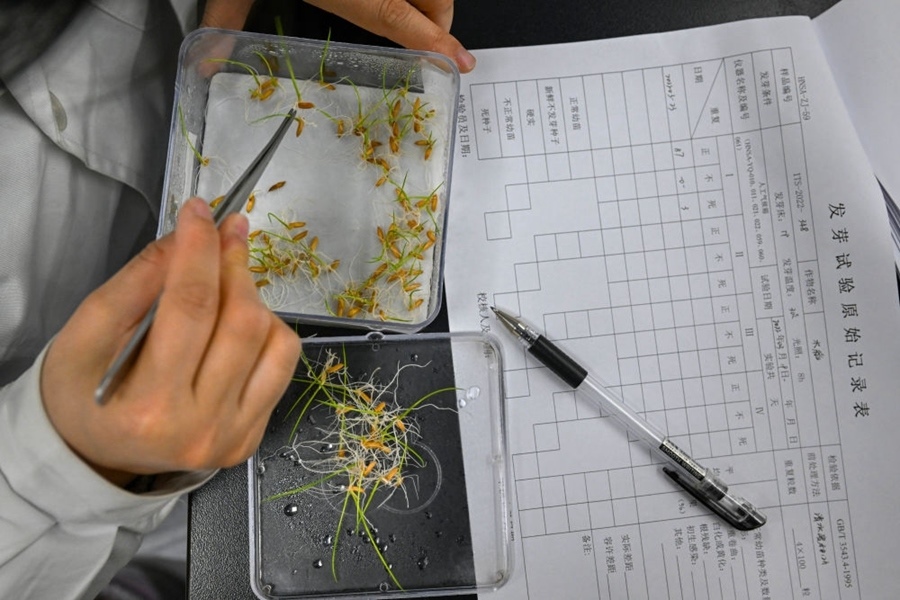 2022年3月23日，在湖南省農(nóng)作物種質(zhì)資源庫(kù)實(shí)驗(yàn)室，檢測(cè)員對(duì)保存的水稻種子進(jìn)行發(fā)芽試驗(yàn)檢測(cè)。
